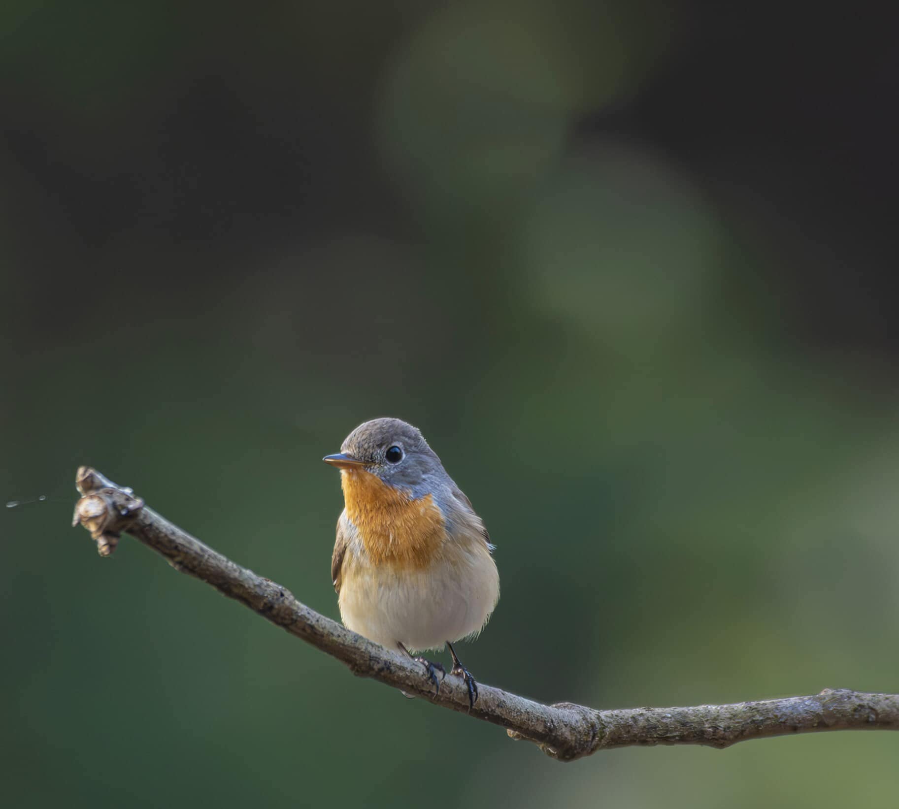 Red-breasted flycatcher sitting on a tree branch